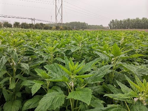 我國首個(gè)葉片專用型芝麻品種中芝葉1號(hào)