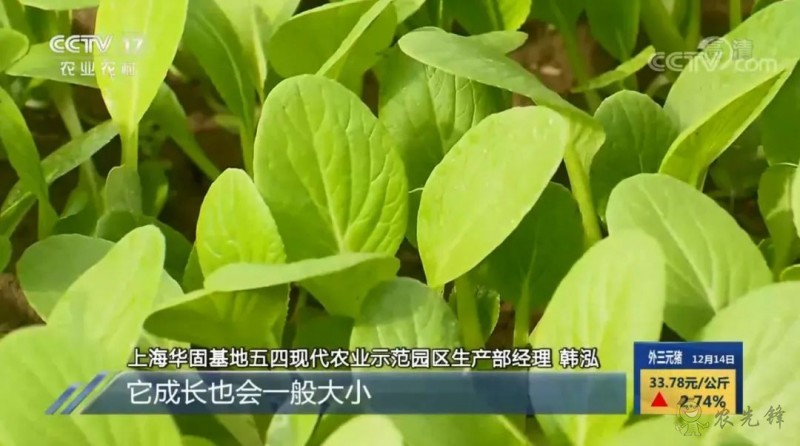 上海奉賢海灣鎮(zhèn)的巨型的植物工廠