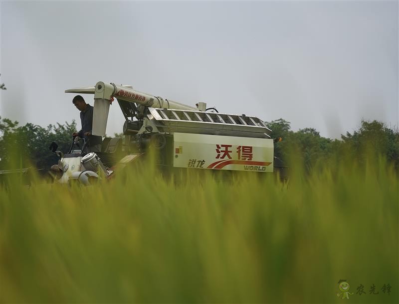 雙季早粳稻實現“零的突破” 可提前三個月吃上優質新米