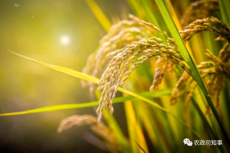 全球糧食危機：中國打了一場驚心動魄的糧食大戰(zhàn)！