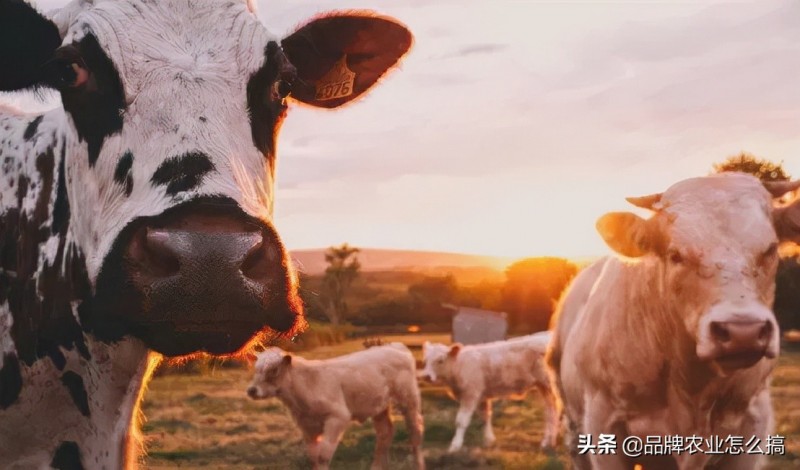 數智農業:中國農業未來十年的歸宿