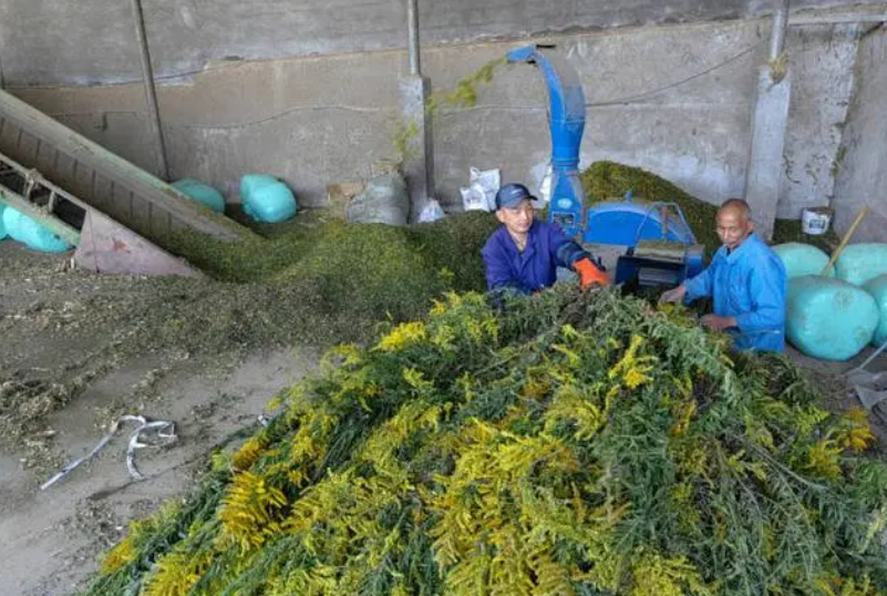 加拿大一枝黃花遇見對手 可作為湖羊飼料