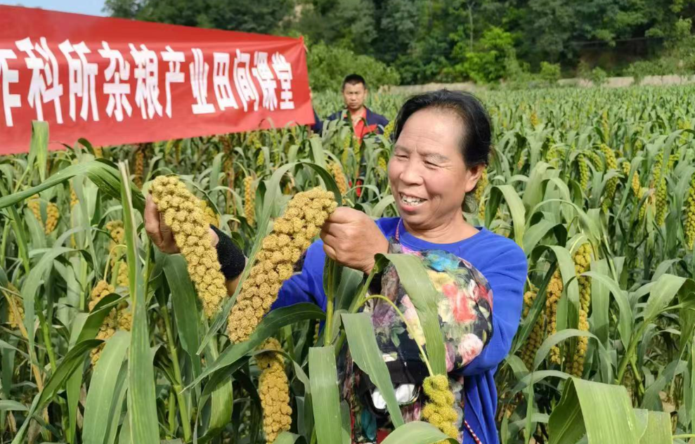 呂梁興縣 小米之鄉的現代農業之路