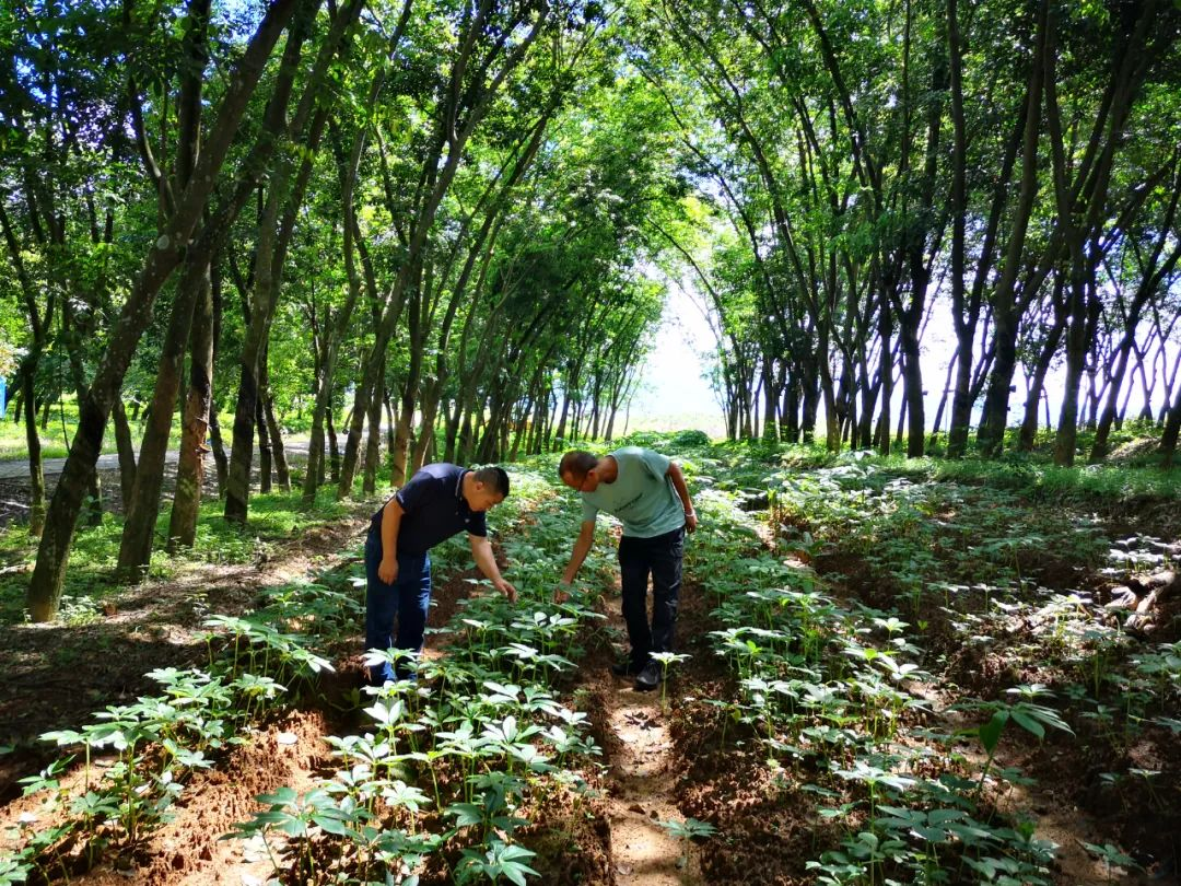 如何讓橡膠園生態(tài)種植更生“金”