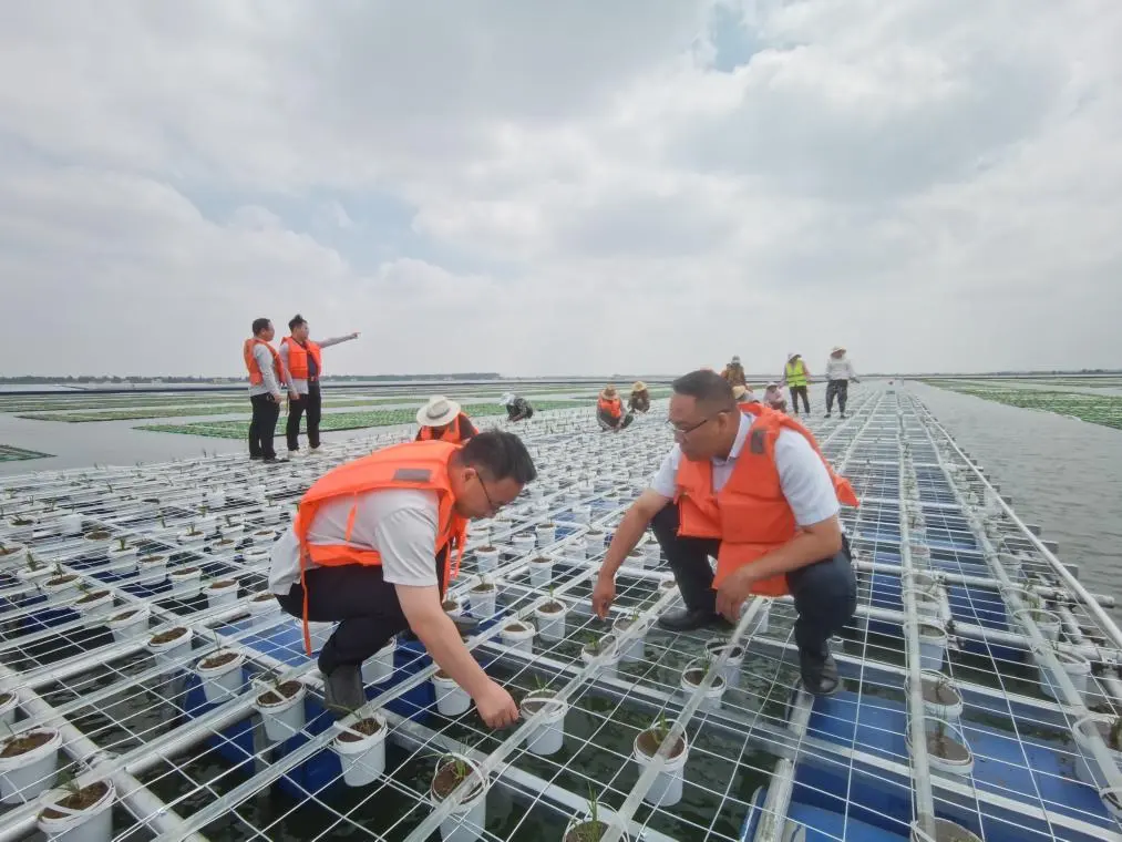 我國成功在大型煤田沉陷區上種植水稻