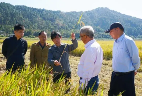 低產“養鴨稻”變全國領先“高產稻”